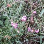 Erica ciliaris Habitat