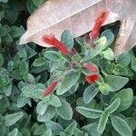 Dicliptera squarrosa Flower