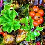 Gunnera magellanica Fruit