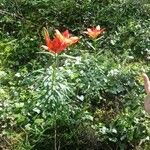 Lilium bulbiferum Flor