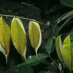 Spirotropis longifolia Hoja
