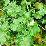 Brassica juncea Blatt