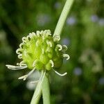 Ranunculus platanifolius Mbuma