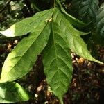 Baissea multiflora Leaf