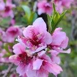 Prunus persica Flower