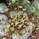 Claytonia rubra Cvet