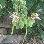 Bauhinia purpureaFlower