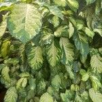 Acalypha wilkesiana Fuelha