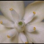 Hesperoyucca whipplei Квітка