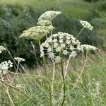 Seseli annuum Blüte
