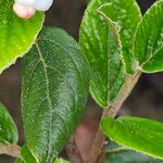 Viburnum × burkwoodii পাতা