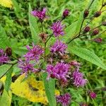 Vernonia noveboracensis Flower