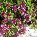 Thymus praecox Flower