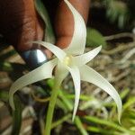 Cyrtorchis chailluana Flower