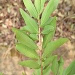 Eugenia pyriformis Leaf