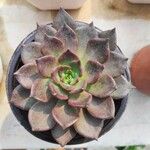 Echeveria purpusiorum Folha