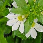 Scaevola aemula Blomst