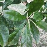 Quercus nigra पत्ता