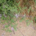 Verbena lasiostachys Flor