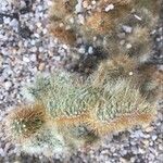 Mammillaria elongata Ліст