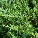 Juniperus chinensis Листок