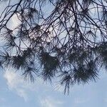 Pinus pinaster Frunză