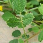 Medicago truncatula Blatt