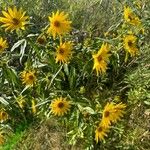 Helianthus grosseserratus Квітка