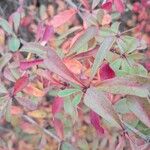 Berberis aggregata Leaf