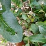 Myrceugenia exsucca Hoja