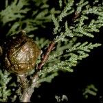 Cupressus macnabiana Fruto