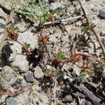 Trifolium scabrum Blad