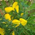 Cytisus decumbens Flor