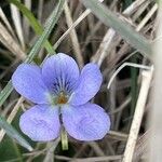 Viola hirta Fleur