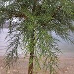 Juniperus virginianaপাতা