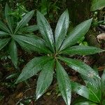Protarum sechellarum Hoja
