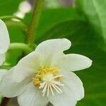 Actinidia kolomikta Blomma