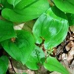 Maianthemum bifolium Лист