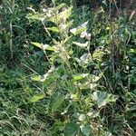 Althaea officinalis Хабит