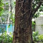 Parapiptadenia rigida Kabuk