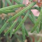 Banksia ericifolia Blad