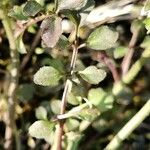 Cardamine parviflora Hoja