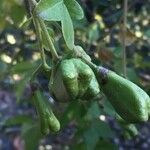 Schrebera alata Fruit