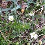 Minuartia capillacea Flor
