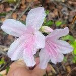 Rhododendron prinophyllum Cvet