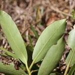 Metrosideros tardiflora