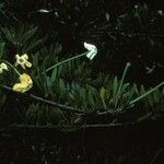 Brunfelsia densifolia Цветок