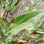 Lepechinia ganderi Blad