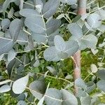 Eucalyptus cinerea 葉