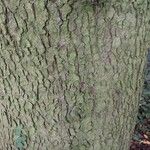 Abies cephalonica Bark